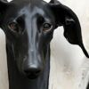 Black greyhound with angel wings, symbolizing elegance and mystery.