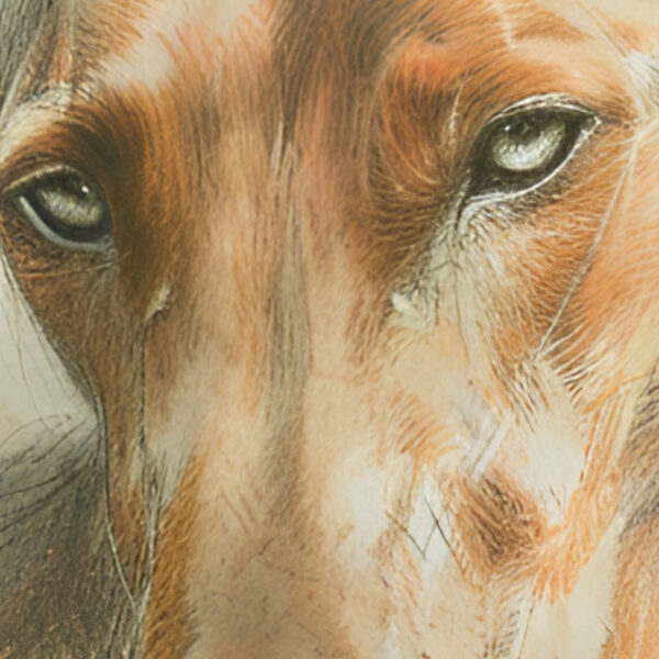 The Fiery Gaze of Podenco No.1 - Image 7
