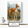 Podenco in various poses and color shades displayed using digital techniques and traditional brushwork.