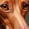 Podenco in various poses and color shades displayed using digital techniques and traditional brushwork.