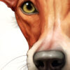 Portraits of a Podenco in pastel colors with a bow tie, from the "Podenco, Beloved Friend No. 02" series by TJG.