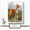 Podenco in its natural setting highlighted with watercolor and digital techniques.