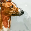 Podenco in its natural setting highlighted with watercolor and digital techniques.