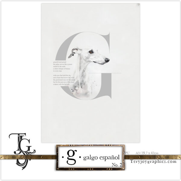 • G • galgo español No.2 - Image 6